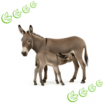 Eselsmilchpulver BIO 1 kg